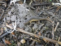 newt in mud kitchen