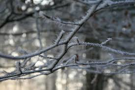 hoar frost on branches