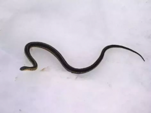 toy snake in snow